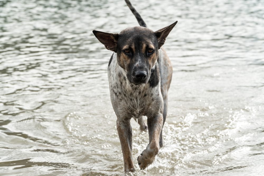 A stray dog walking alone in the flood abandoned
