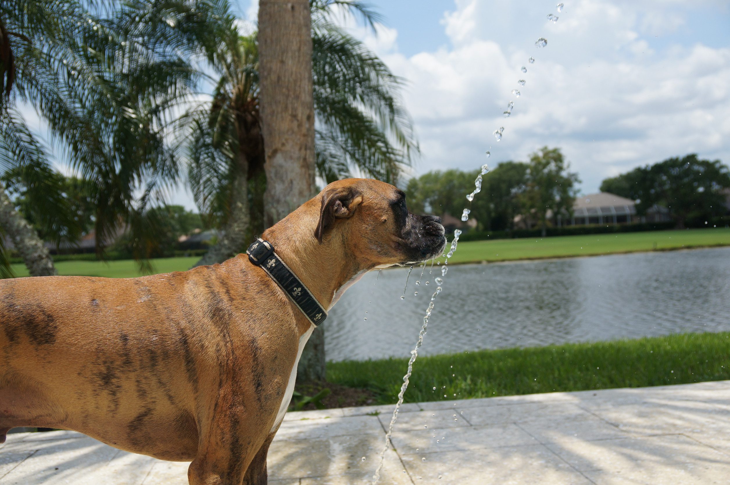 A dog drinking from a fountain in Florida.