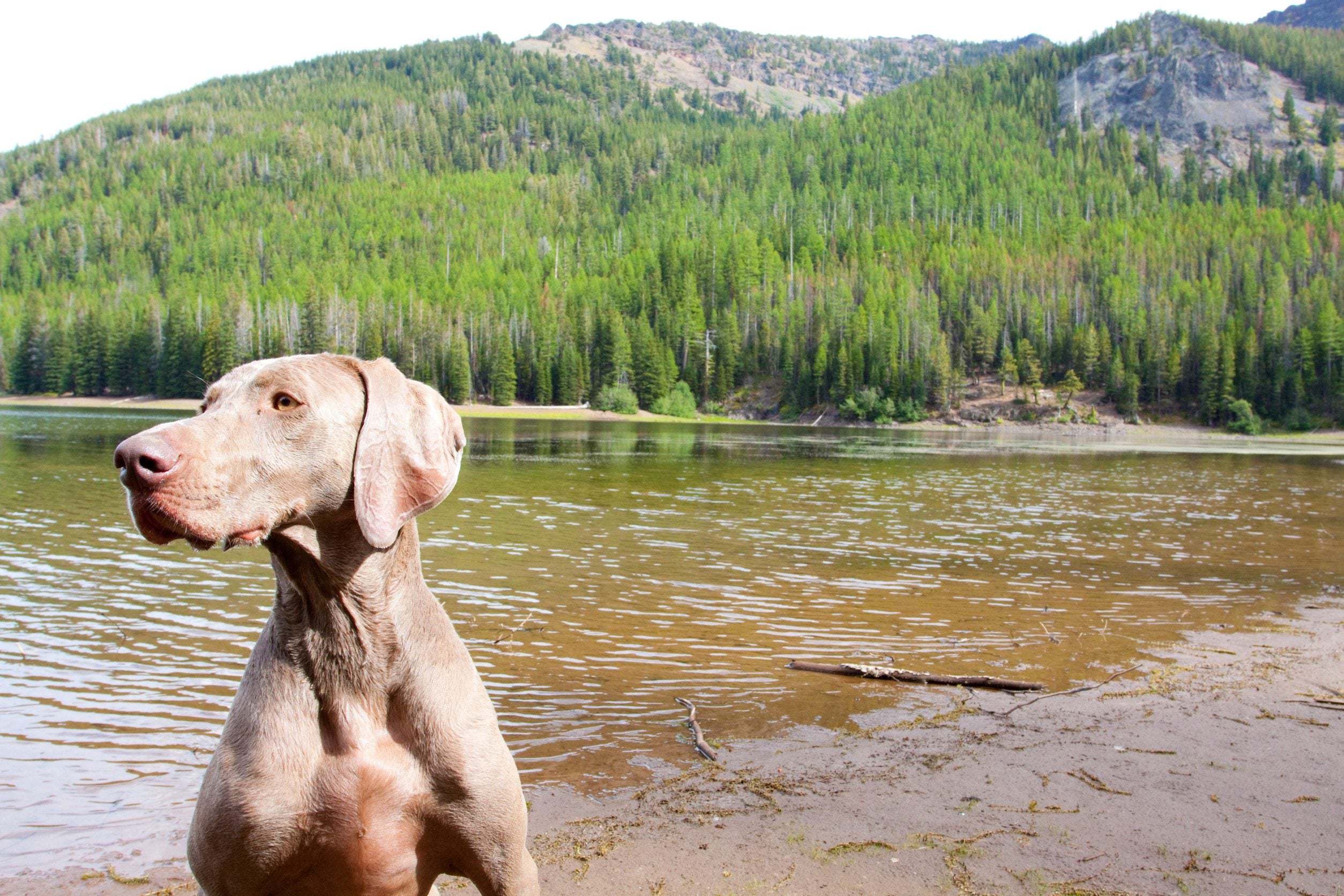 Dog in Eastern Oregon.