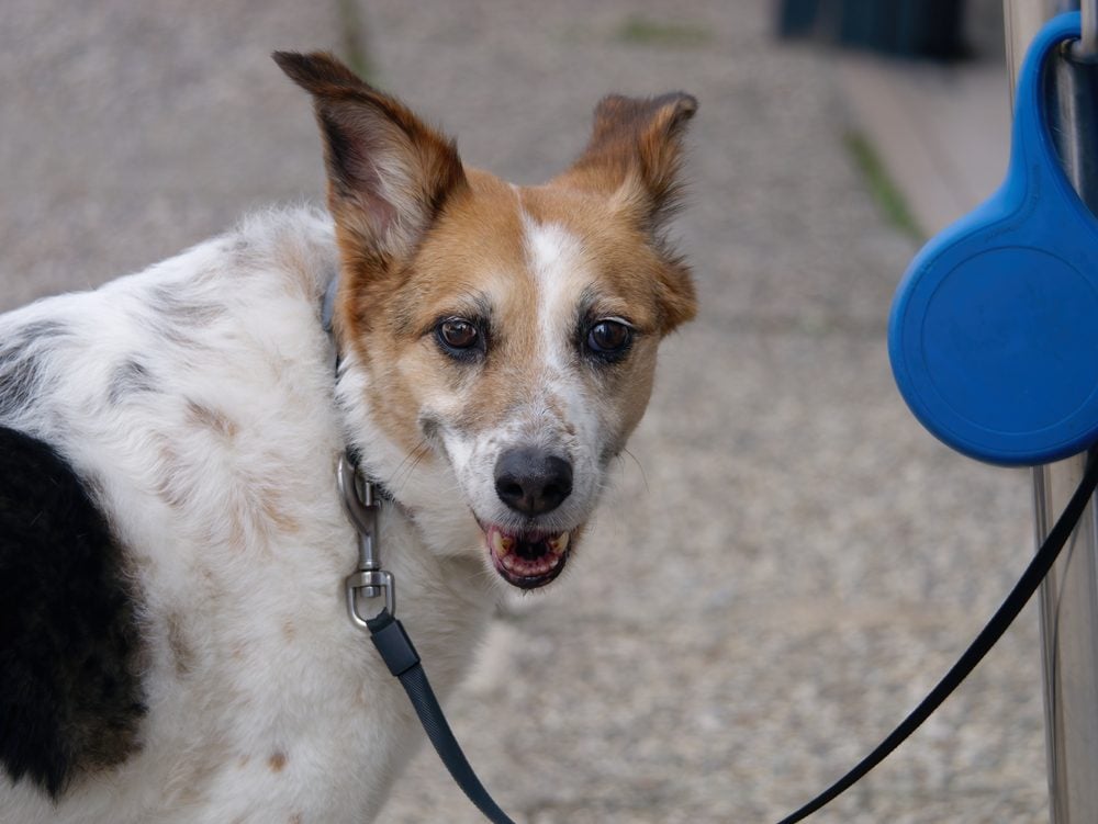 Norrbottenspets Dog On A Leash
