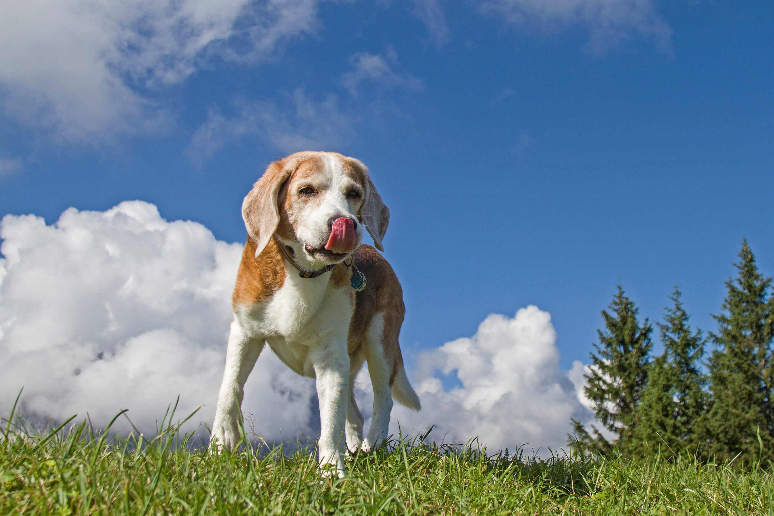 A dog in a meadow in Indiana.