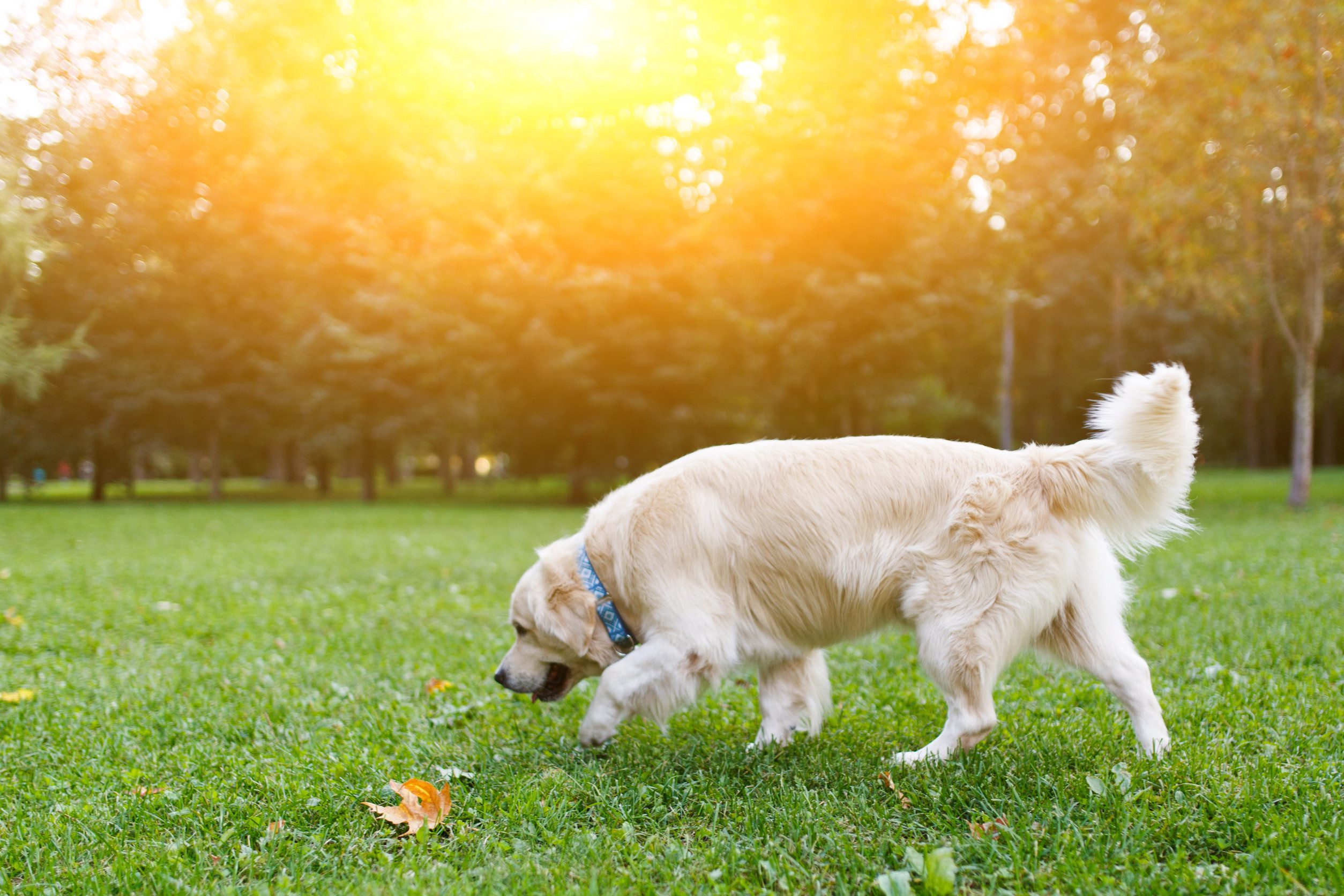 Happy emotional support dog playing in a field in Illinois.