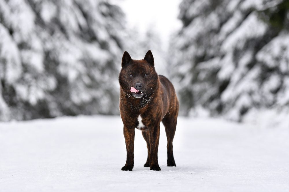 kai ken in snow