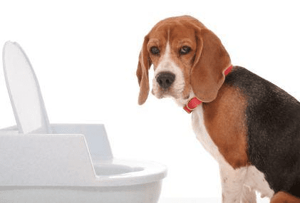 potty training