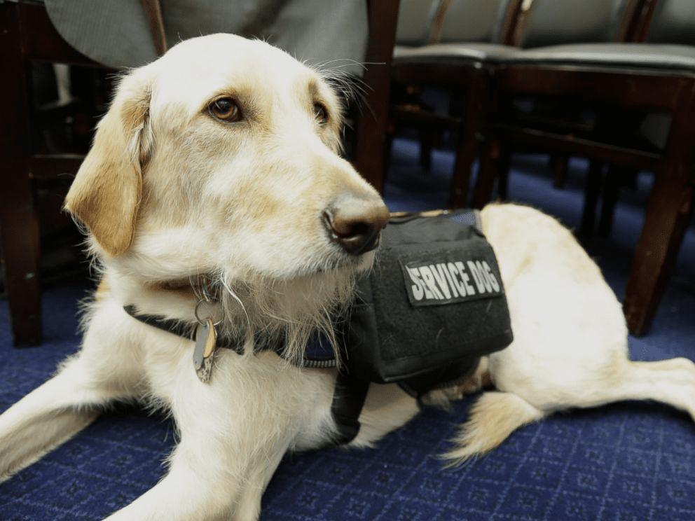 Emotional Support Animal