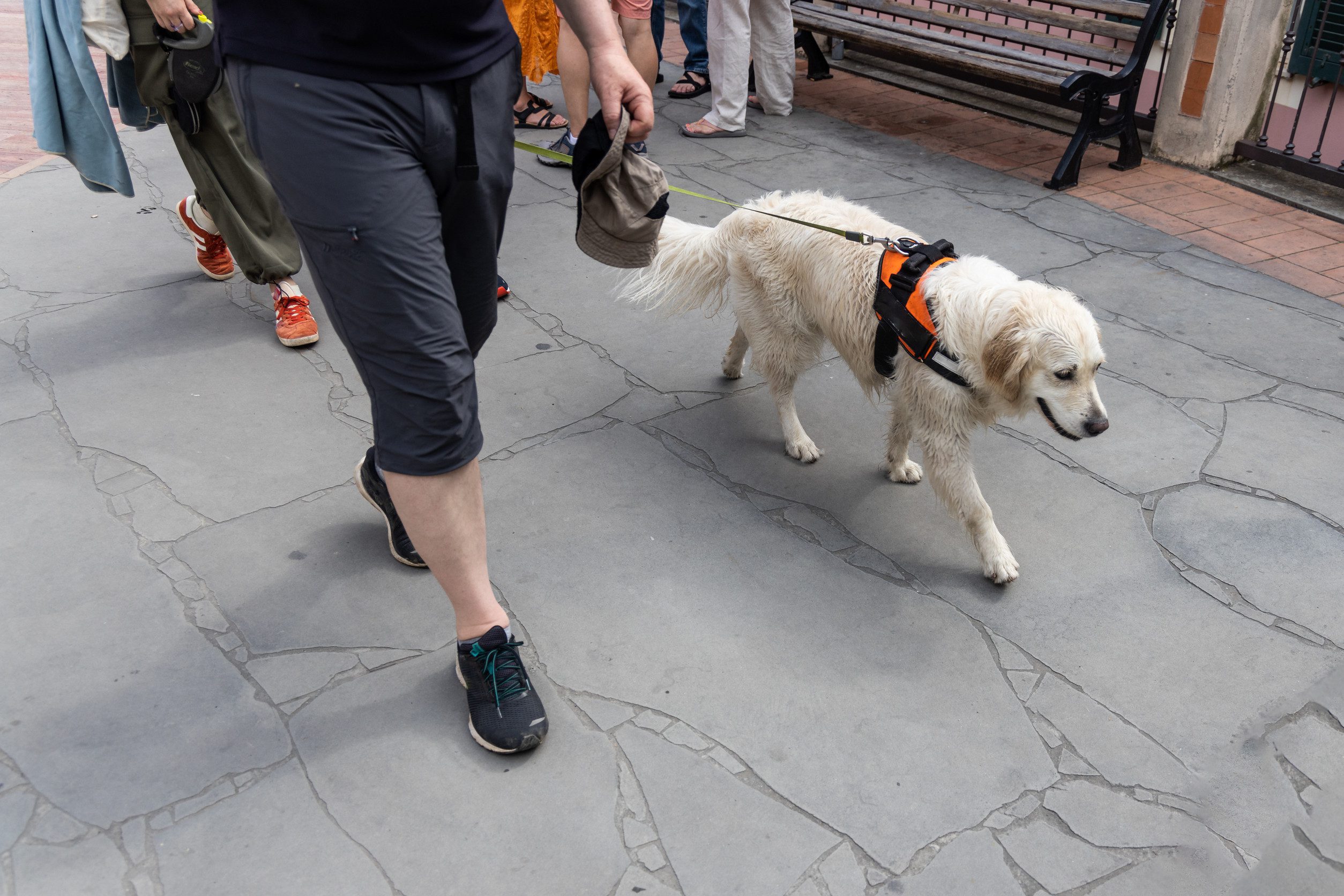 A handler walking their dog in line with New Hampshire emotional support animal laws.