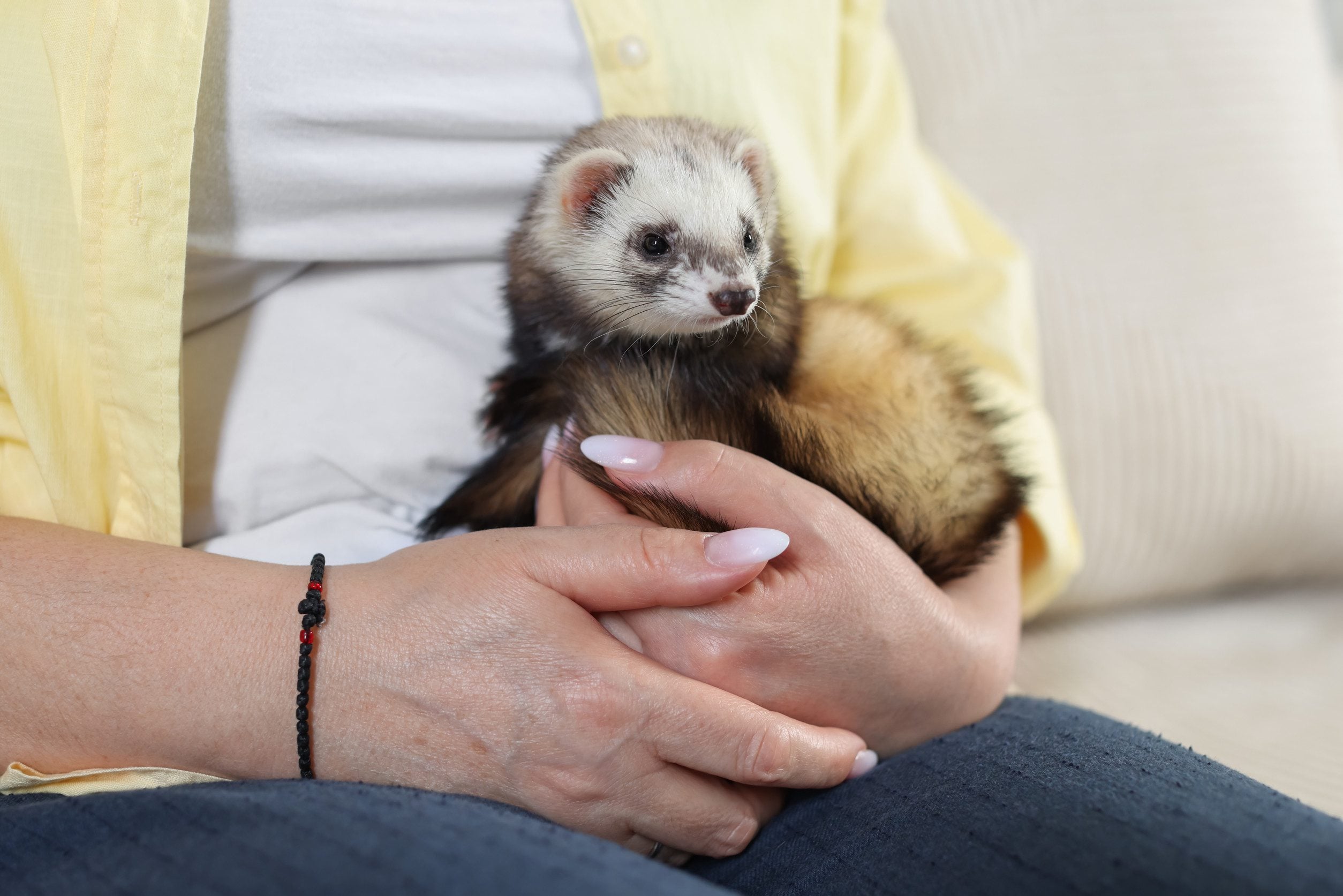 Person holding an emotional support ferret in Missouri.