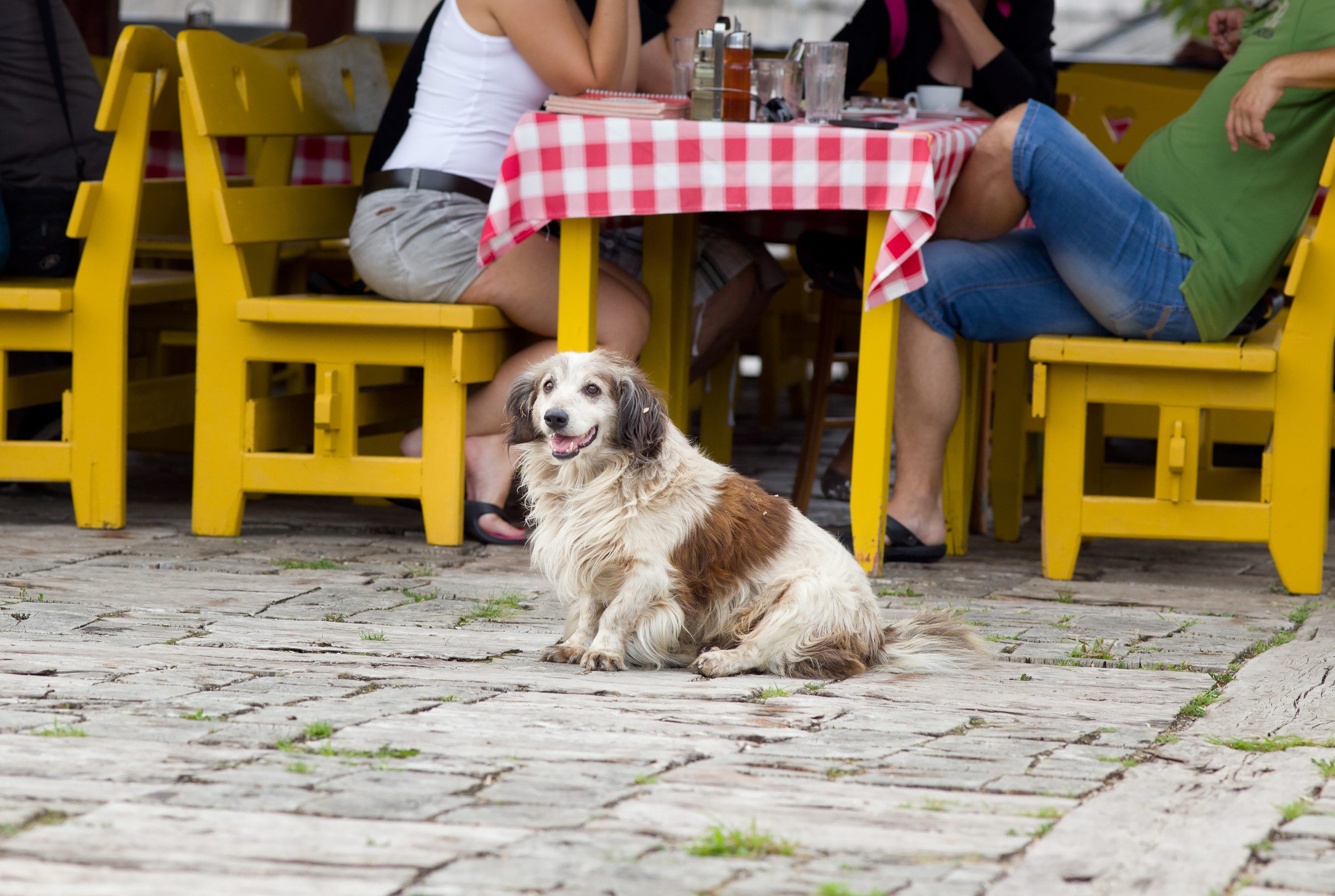 An ESA and owner following Mississippi emotional support animal laws and dining outdoors.