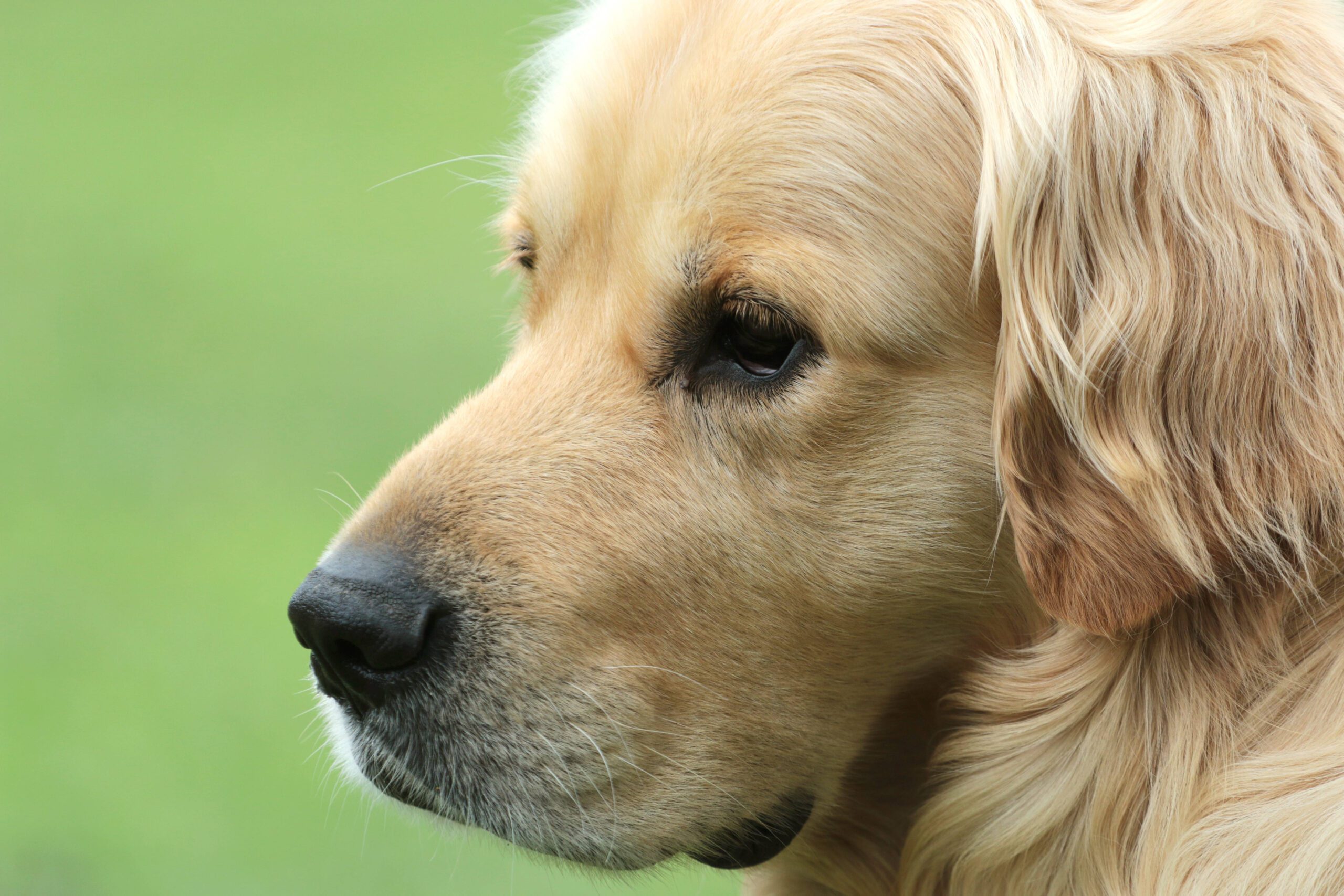 Golden retriever dog in Kansas.