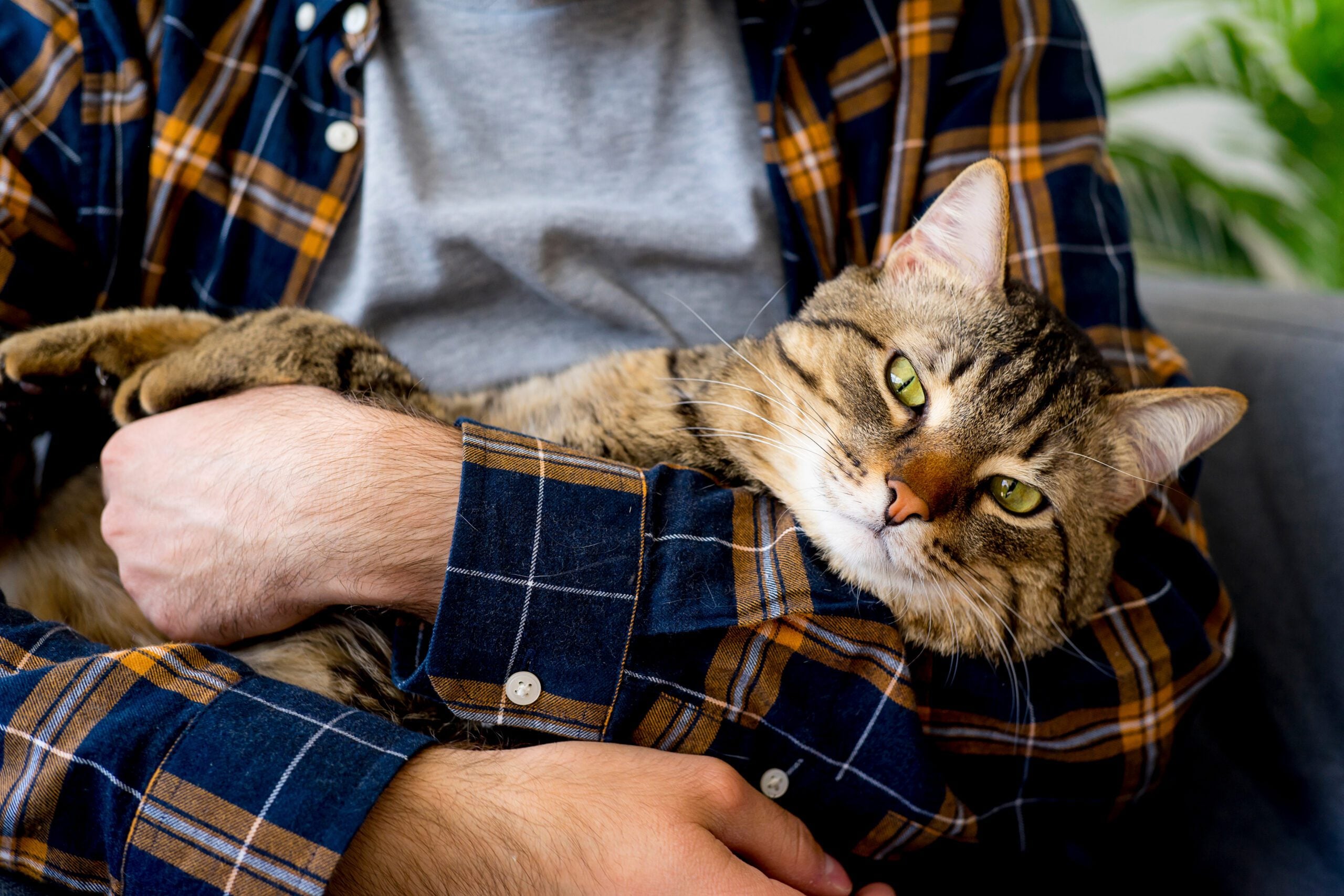 Close-up of a man sitting in their Idaho home while holding their support animal, a tabby cat, in their arms, reflecting the importance of emotional support animal laws in Idaho.