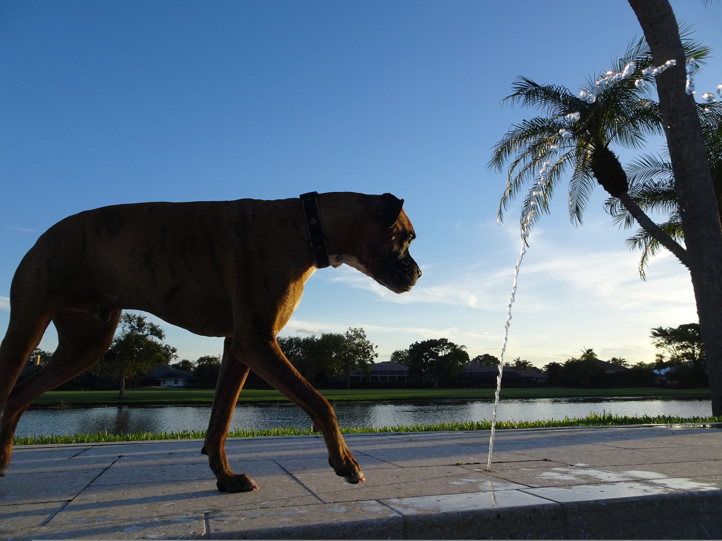 An emotional support dog in Louisiana walking toward sunset.