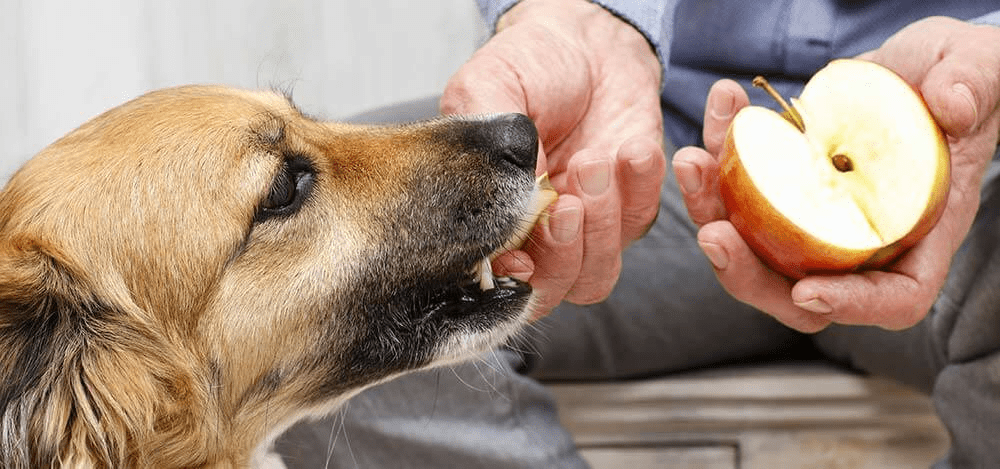 Dog Eating Apple