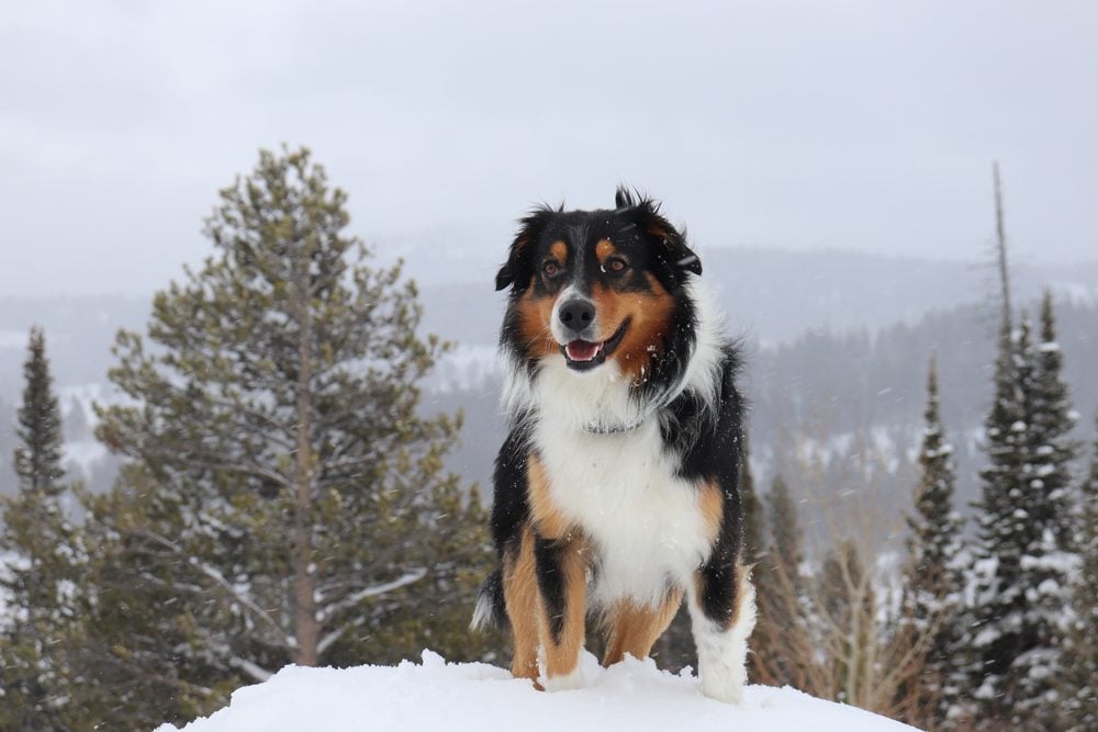 Adorable English Shepherd