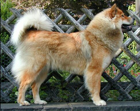 Eurasier Breed