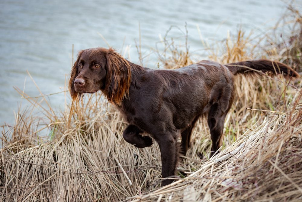 A German Longhaired Pointer
