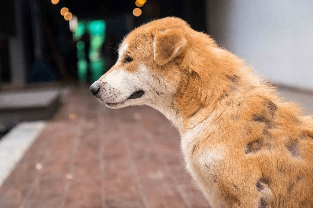 Dog With Mange