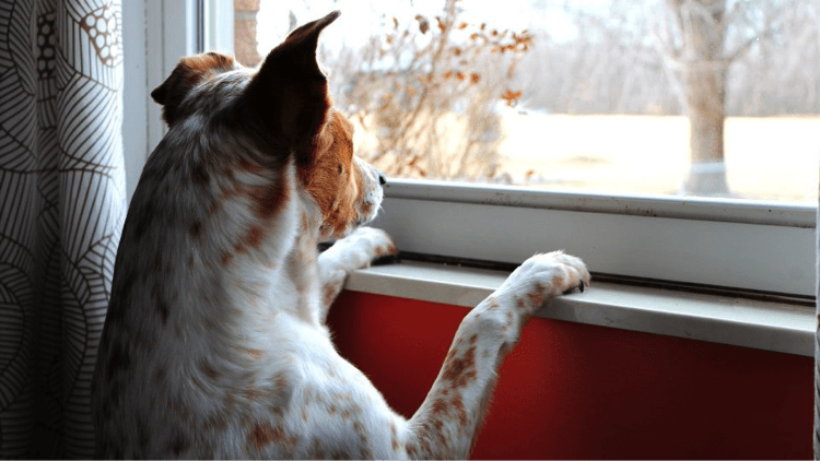 Melatonin for Dogs