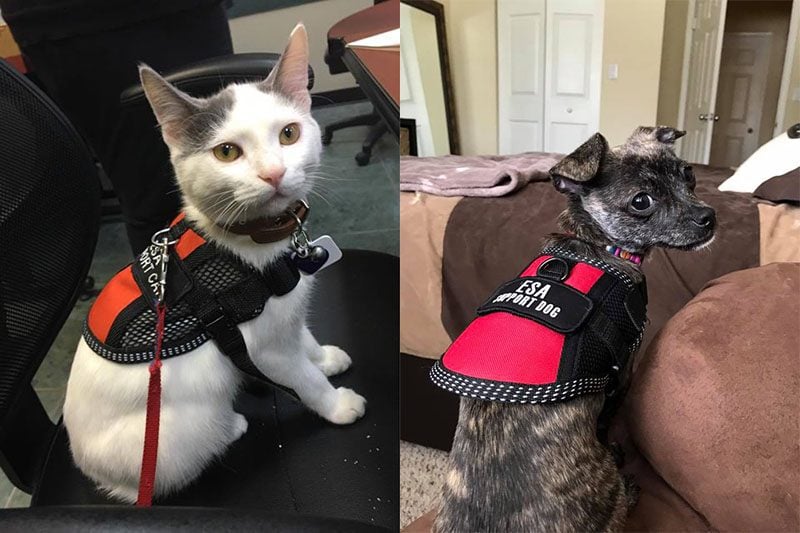 Emotional Support Cat