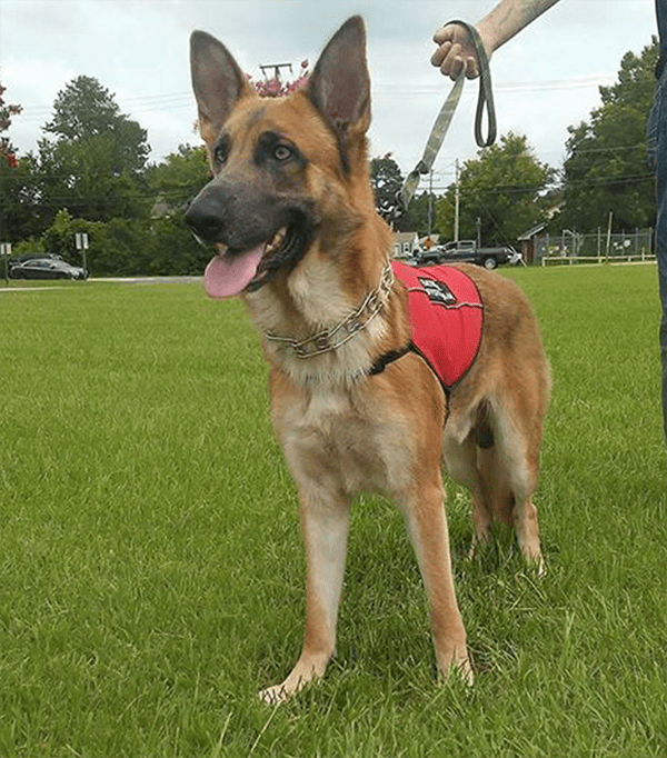Service Dog