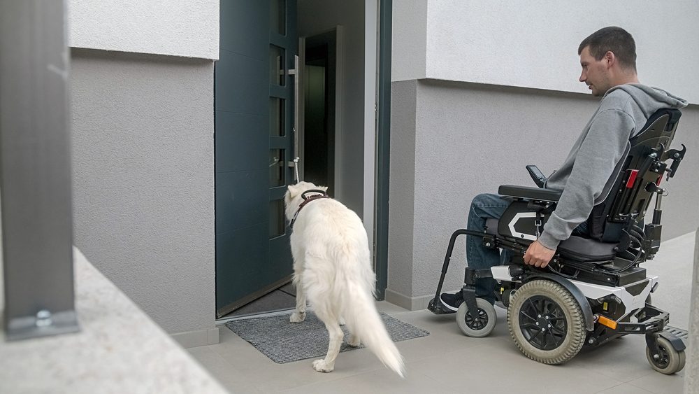 Man on electric wheelchair, and his assistance dog. A service dog closes a home front door by pulling a rope tied to a door pull handle.