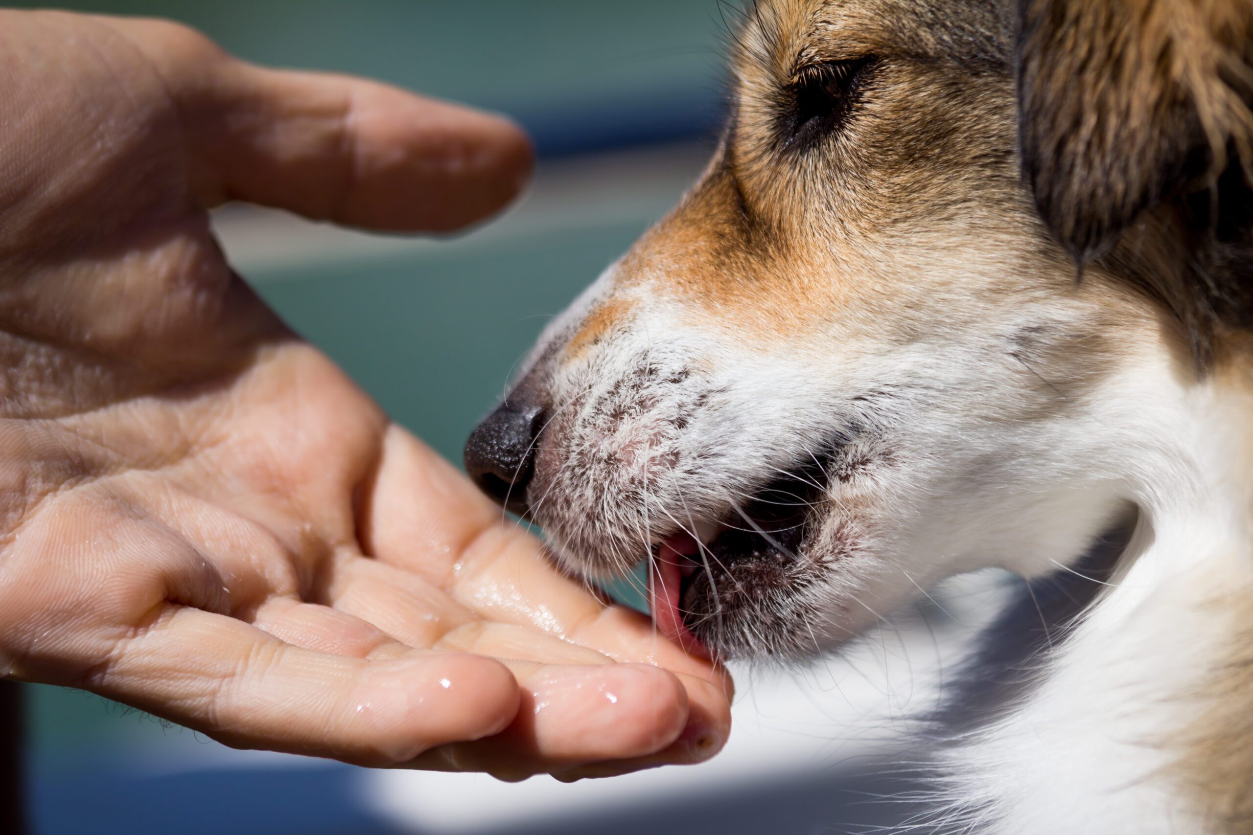 Jack Russell comforting owner as an emotional support animal.