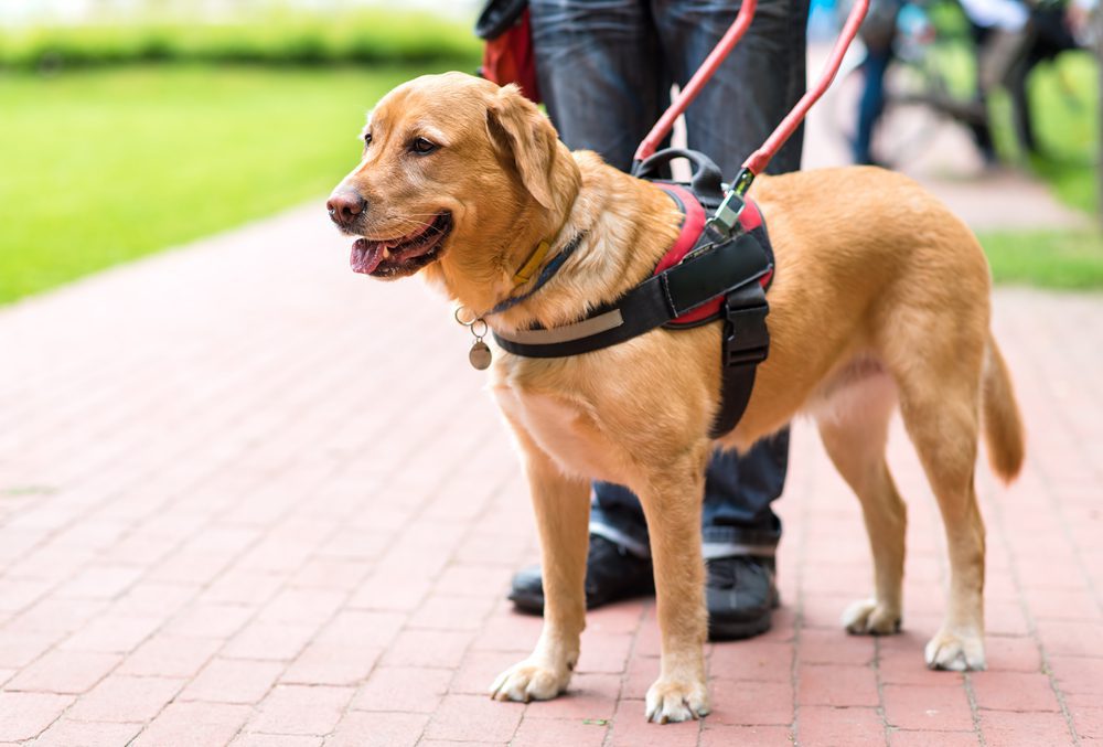 golden retriever working as guide