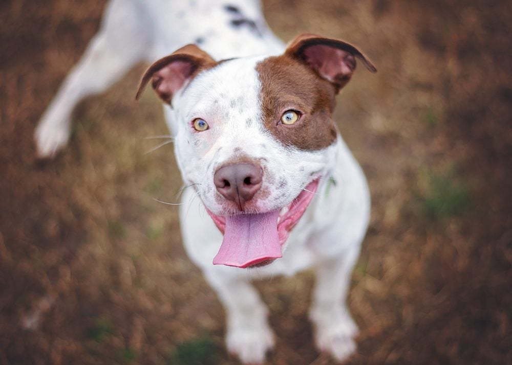 pit bull service dog
