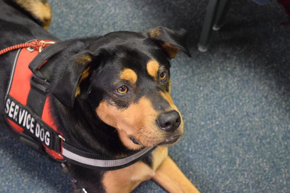 service dog