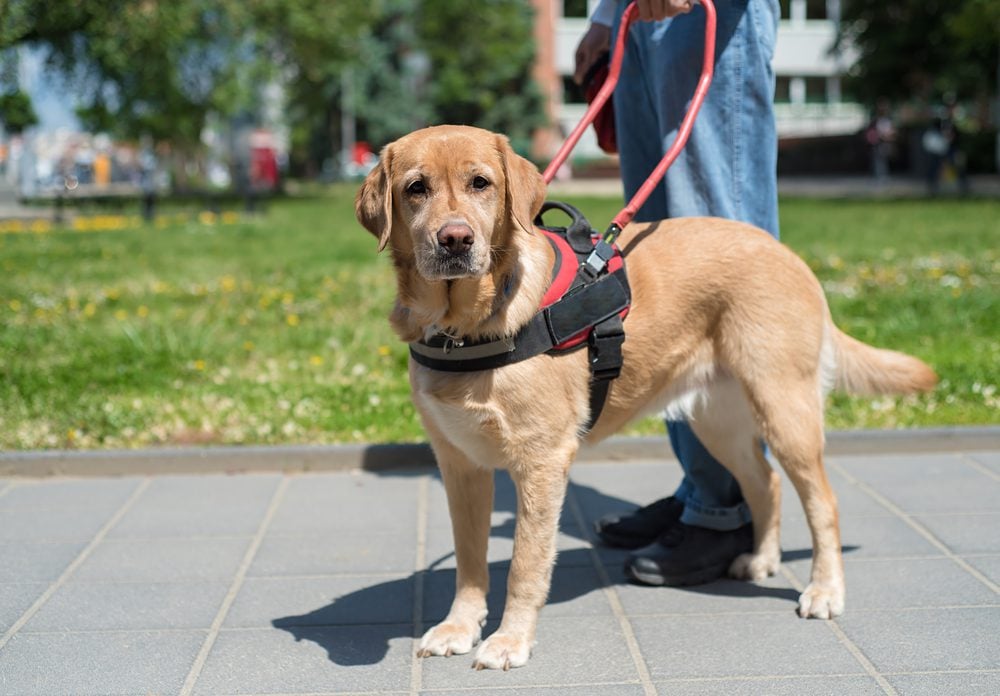 Service Dog Training