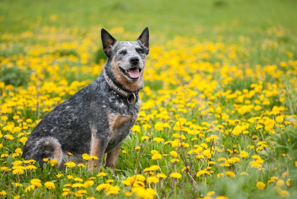 Australian cattle dog outside