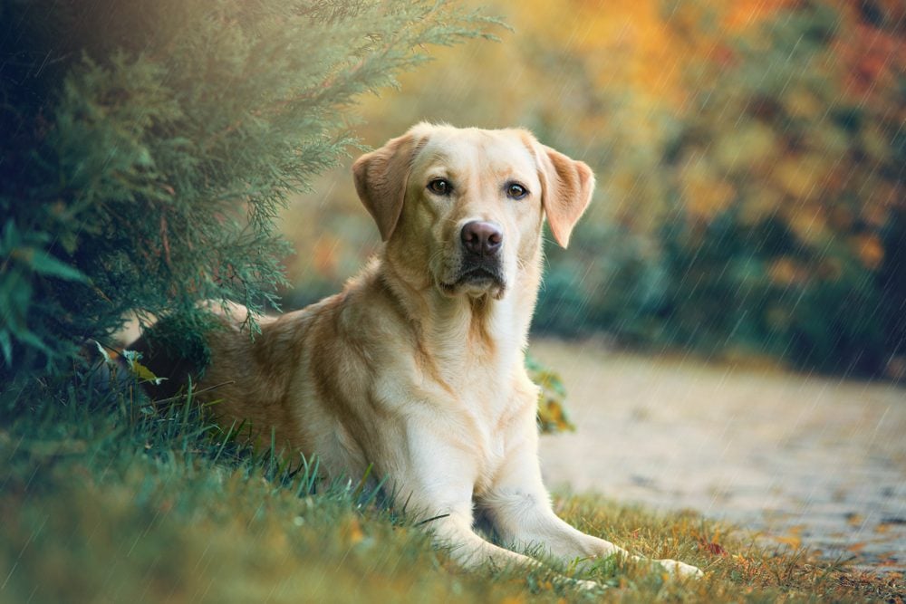 Labrador retriever outside