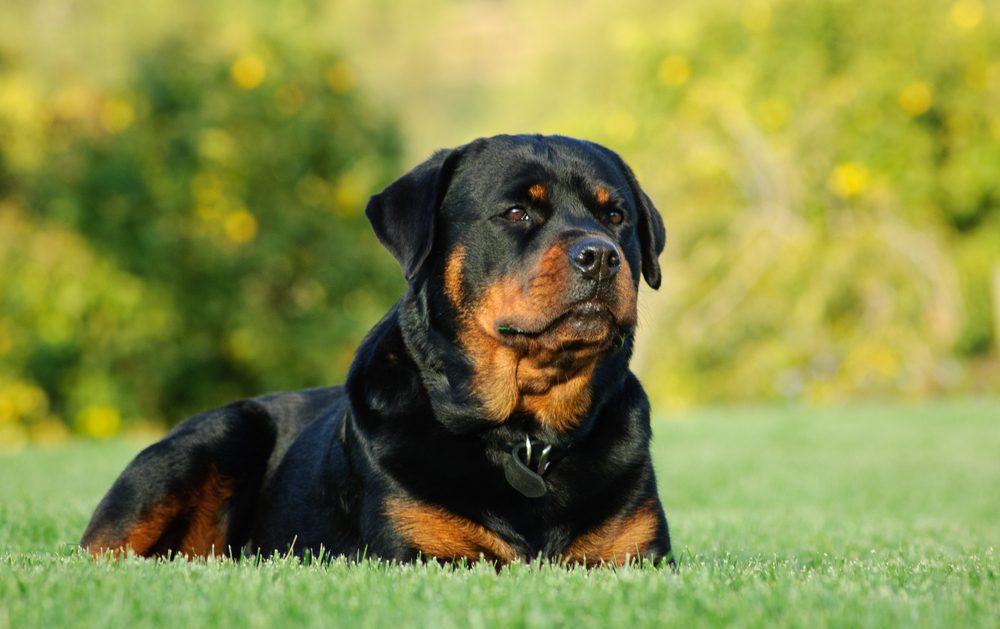 Rottweiler sitting outside