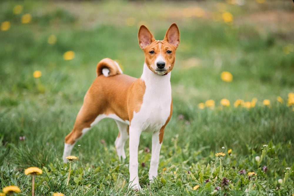 basenji in field