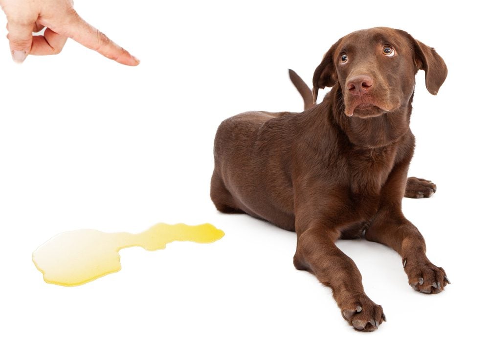 finger pointing at chocolate lab