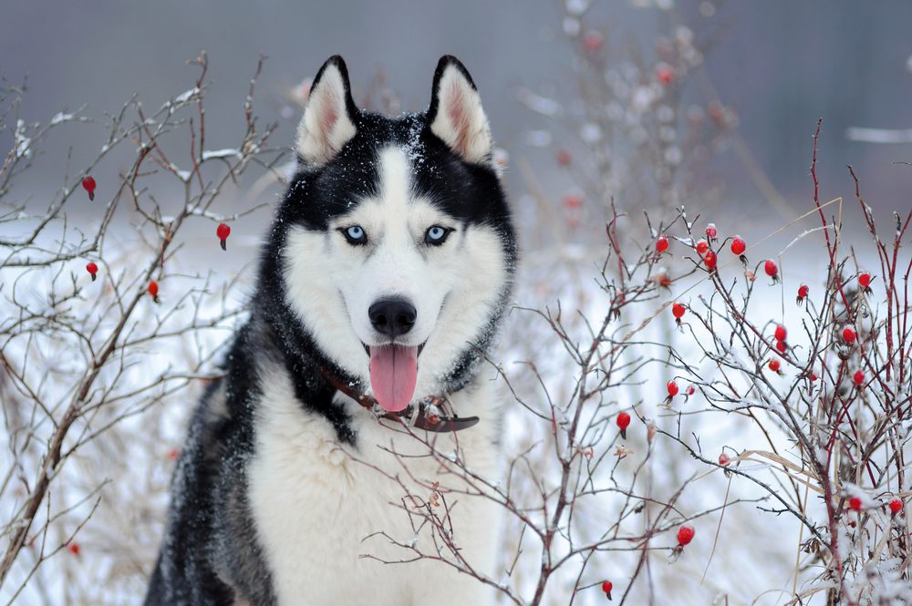 husky in snow