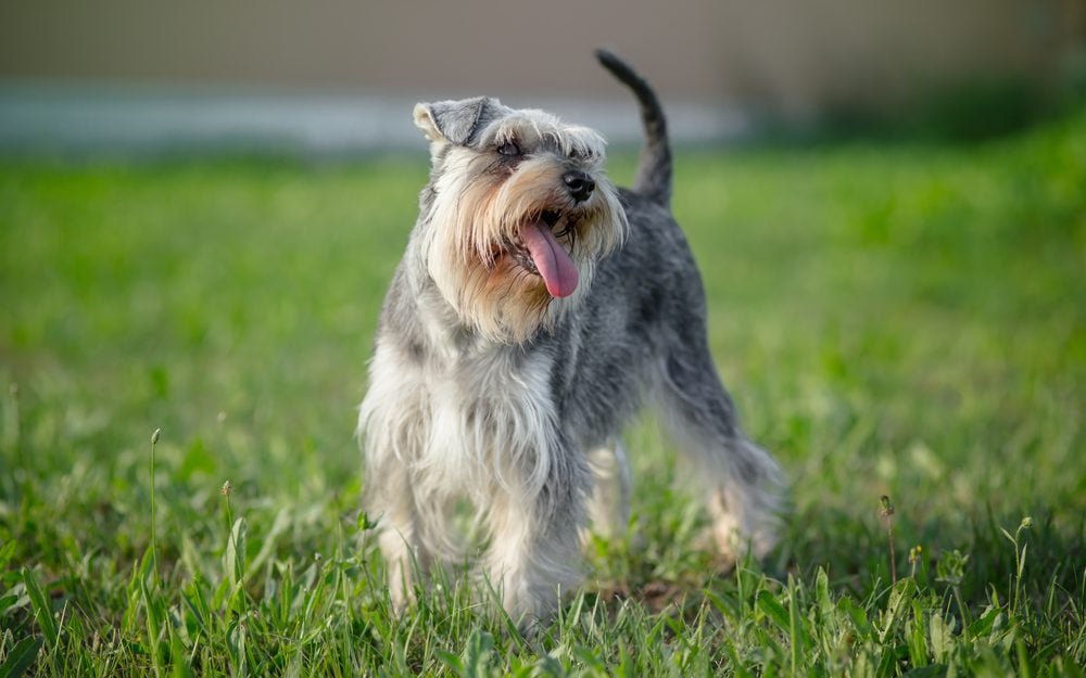 miniature schnauzer outside