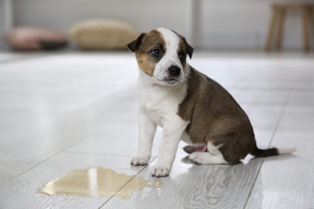 puppy next to pee puddle