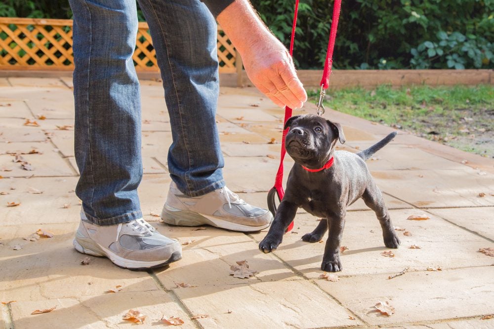 small puppy being trained