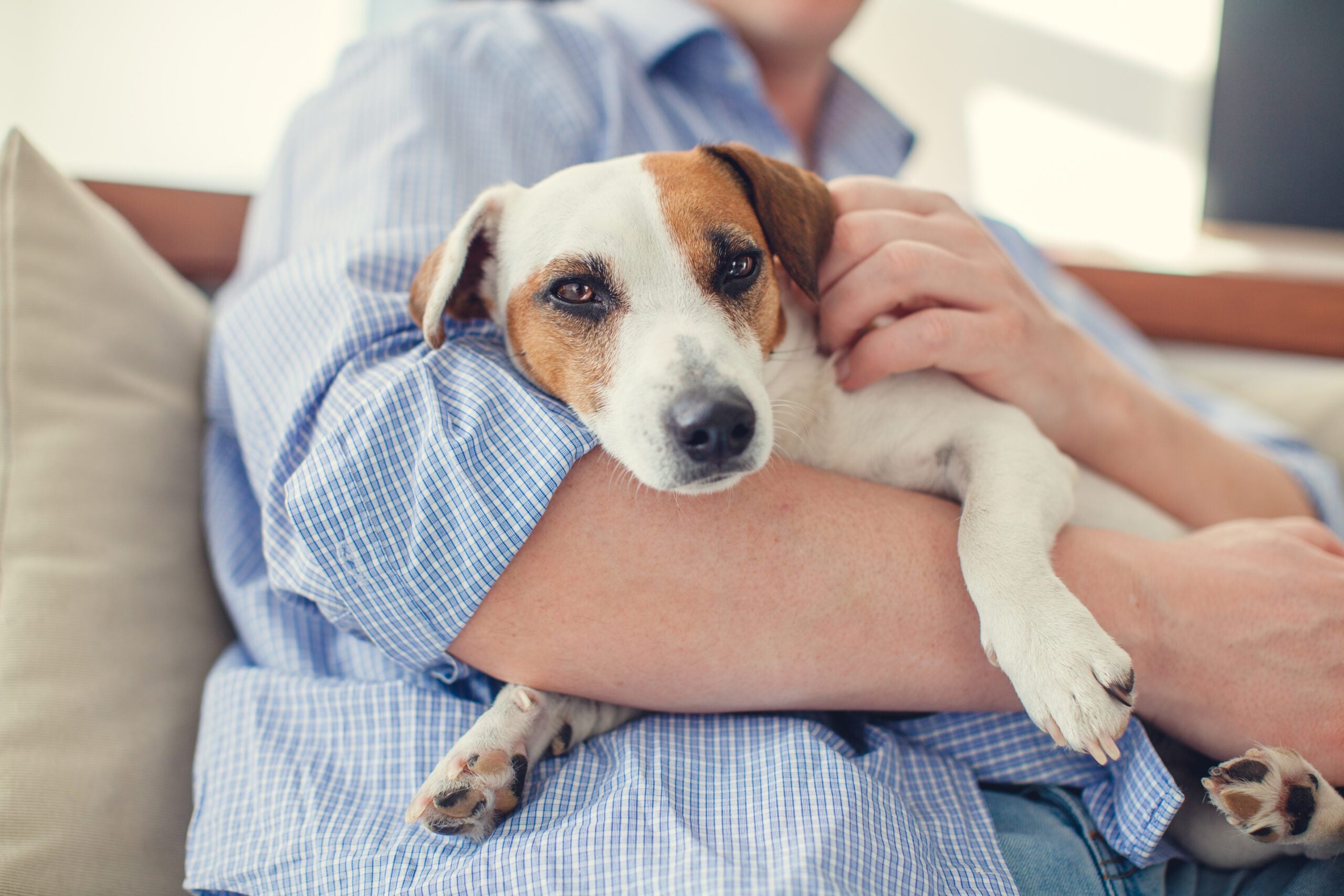 Emotional support animal in the arms of their owner in New Jersey home.