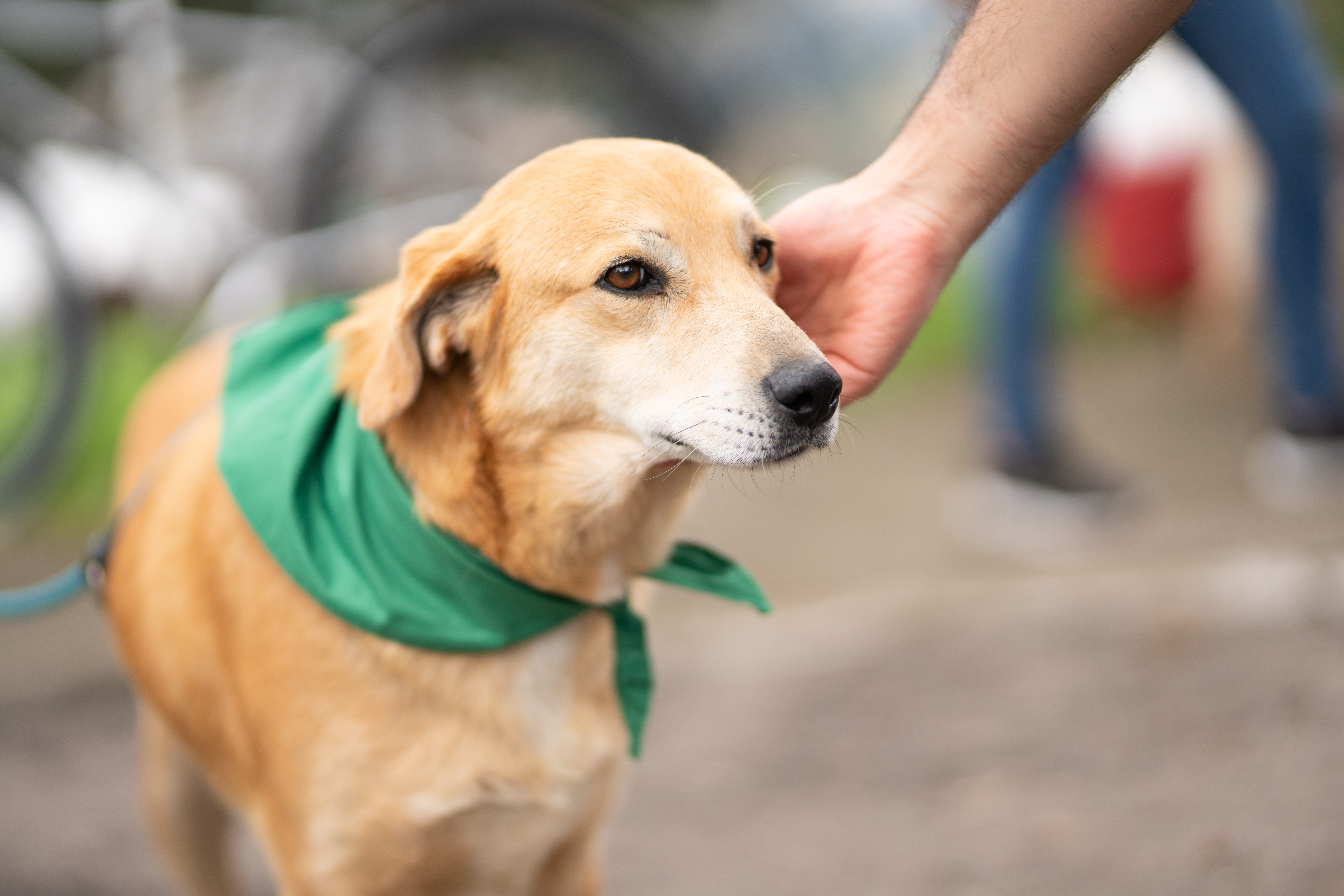 Emotional support animal with green bandana around neck.