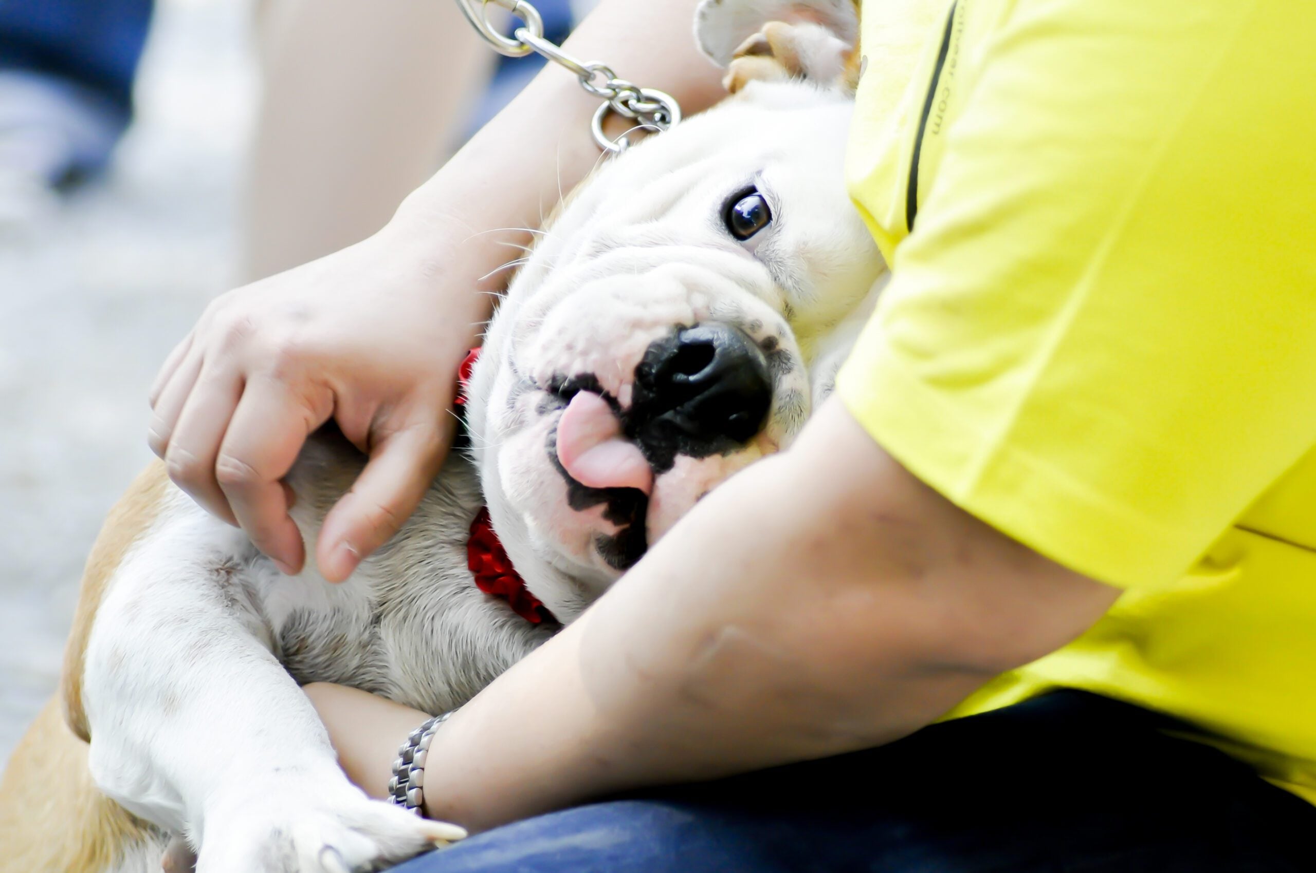 Bulldog ESA comforting owner on a North Dakota sidewalk.