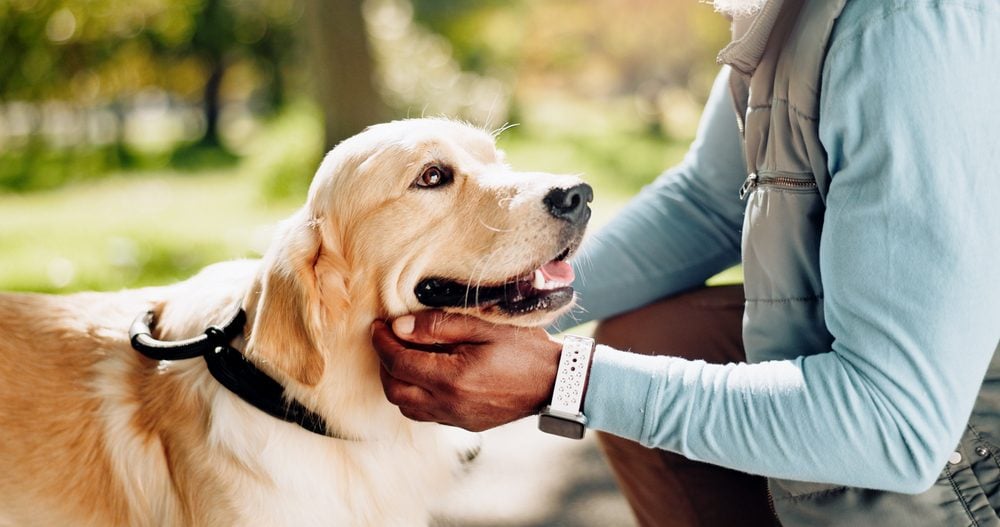 Animal, dog and hand in park for walk, exercise and golden retriever breed for training. Pet, protection and guide for emotional support and love, comfort and cardio in field or nature with person
