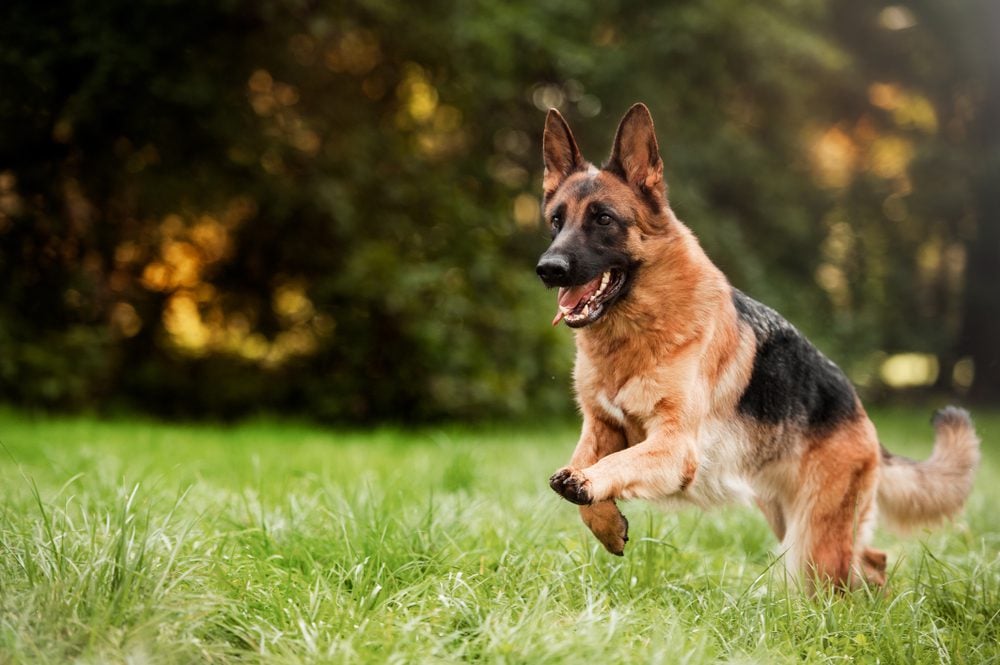 German shepherd runs through a field