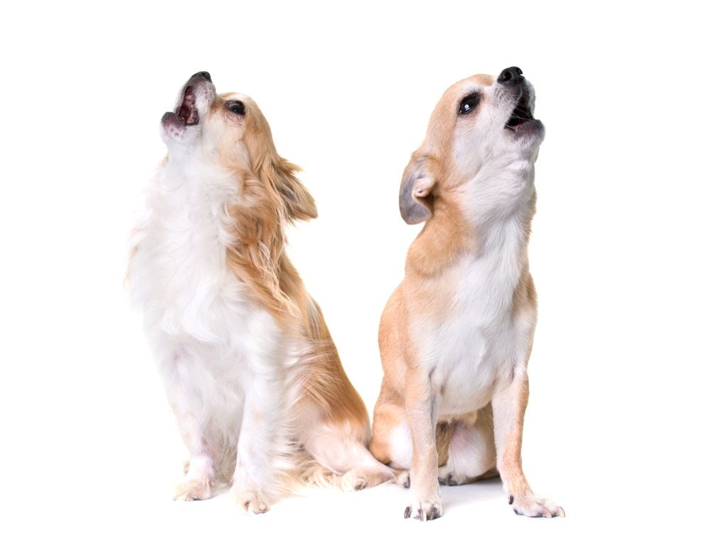 Two cream chihuahuas barking