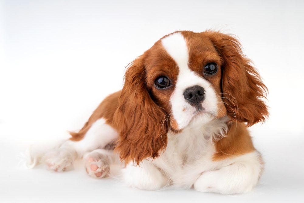 Cavalier spaniel laying down
