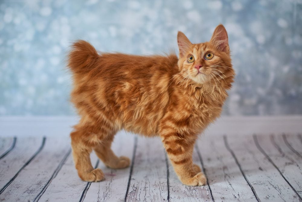 Red American bobtail kitten standing