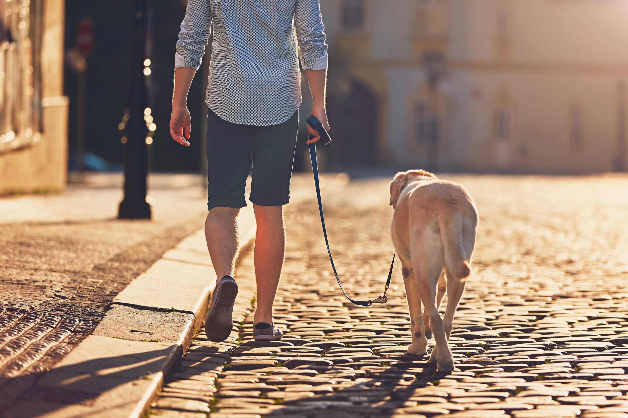 A person walking a dog in Denver’s streets during early morning.