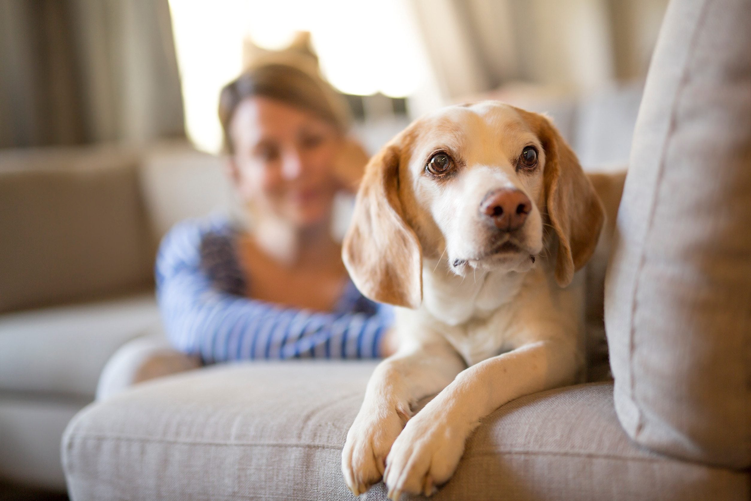 Beagle relaxing on a couch with its owner in the background, illustrating how an emotional support animal letter in Indianapolis helps keep pets at home.