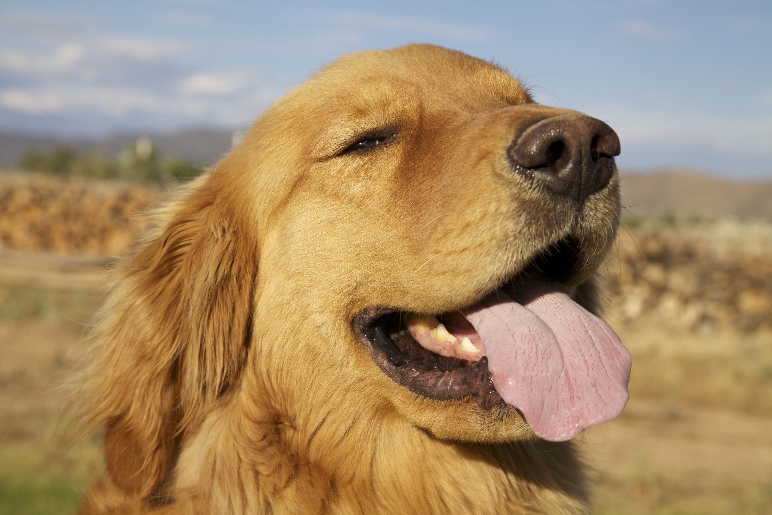 Golden retriever portrait with a wooded hilly background.