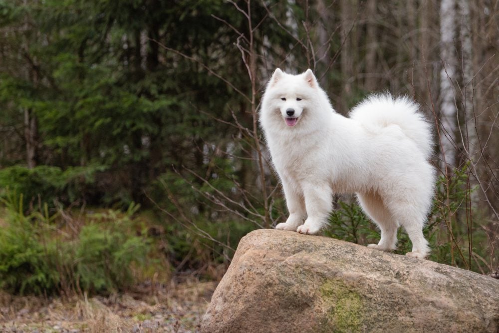 samoyed stands on boulder